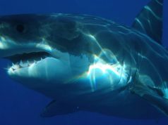 В Новой Зеландии обнаружили светящихся акул