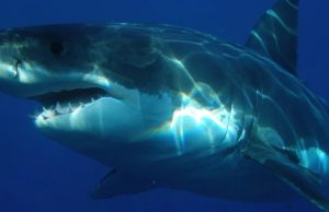 В Новой Зеландии обнаружили светящихся акул