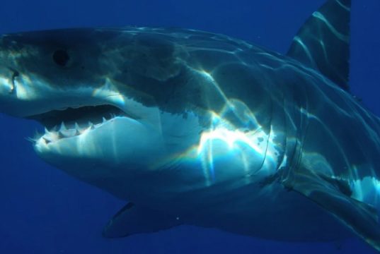 В Новой Зеландии обнаружили светящихся акул